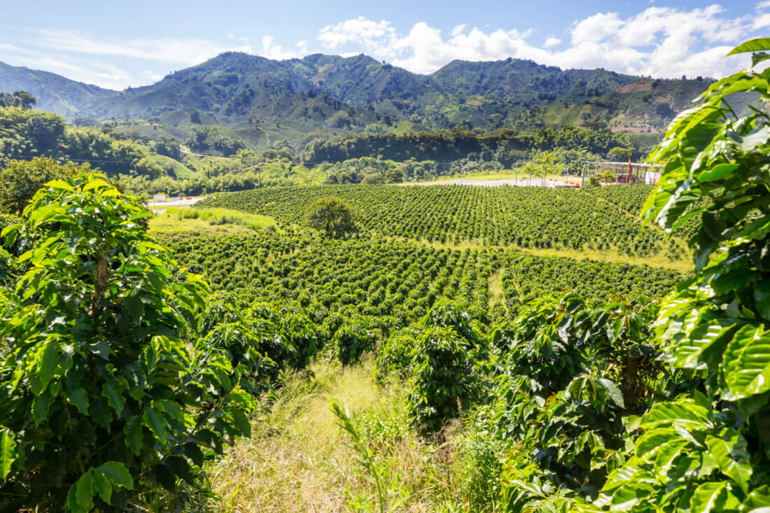 Experience Bali’s Coffee Culture: From Luwak Coffee to Scenic Plantation Tours